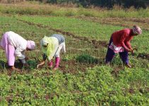 Farmer Health Tips: 15 Practical Ways Every Farmer Can Protect Their Health; Your Farm Needs You Healthy