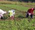 Farmer Health Tips: 15 Practical Ways Every Farmer Can Protect Their Health; Your Farm Needs You Healthy