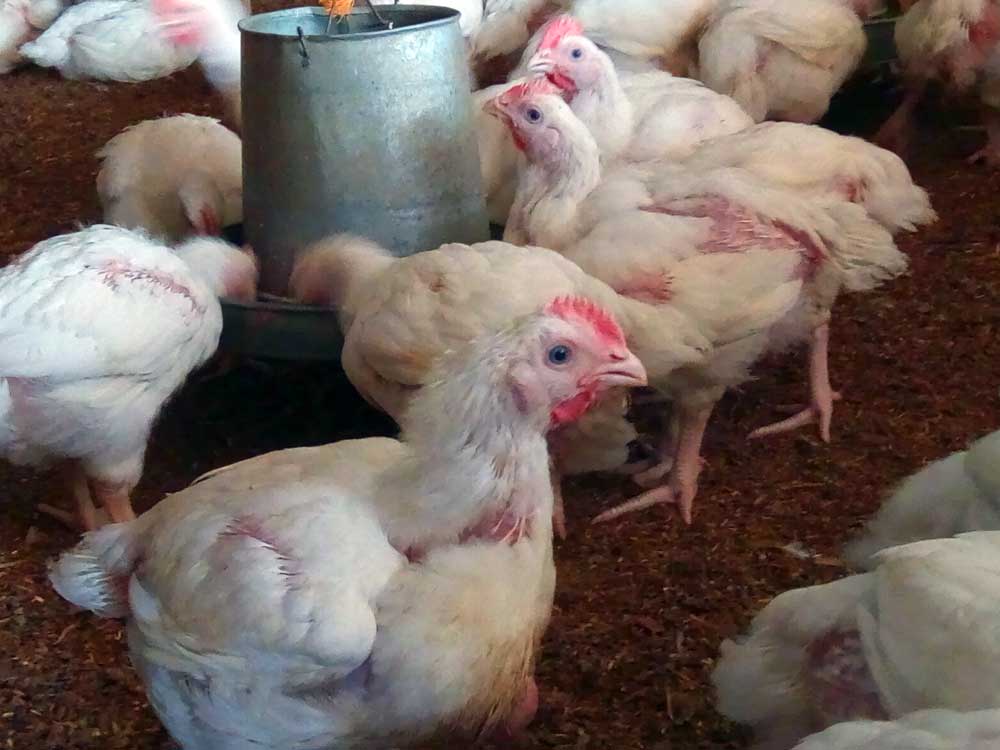 Broiler Farming Mistakes