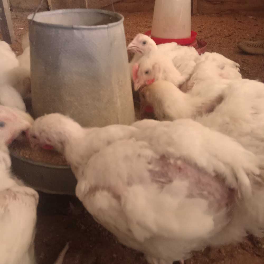 Broiler Farming Mistakes