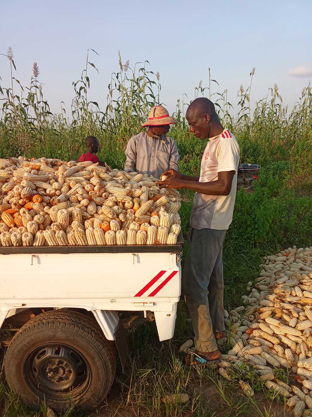 Farmers a expose the hazardous chemicals as herbicides and pesiticides everyday