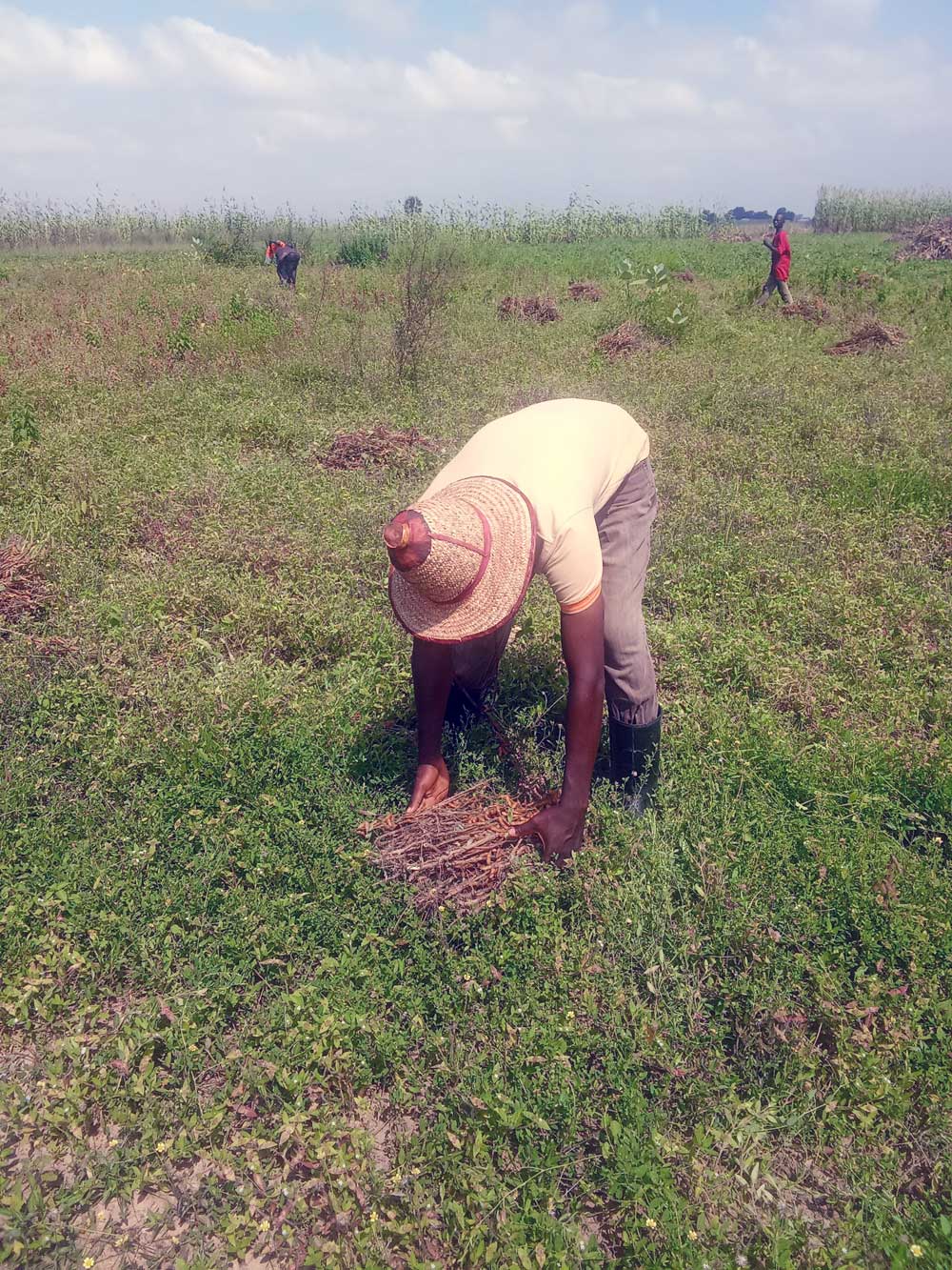 Farmer Health Check: working on the farm
