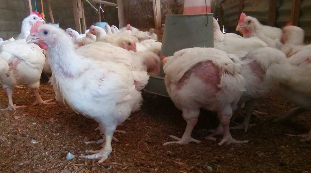 broiler farming profitability