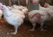 Why Some Broiler Farmers Make Millions While Others Lose Money: The Hidden Secrets of Broiler Farming Profitability