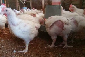 Why Some Broiler Farmers Make Millions While Others Lose Money: The Hidden Secrets of Broiler Farming Profitability