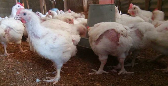 broiler farming profitability