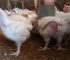 Why Some Broiler Farmers Make Millions While Others Lose Money: The Hidden Secrets of Broiler Farming Profitability