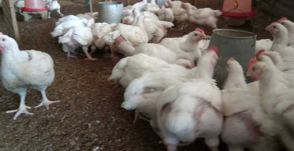 broiler farming profitability