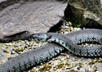 Common Snake and Insect Bites on Farms and What to Do Immediately