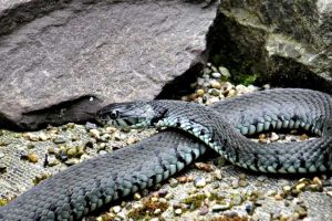 Common Snake and Insect Bites on Farms and What to Do Immediately