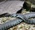 Common Snake and Insect Bites on Farms and What to Do Immediately