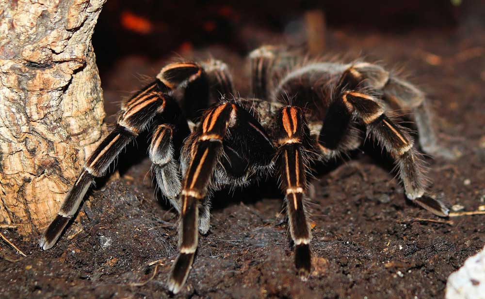 spider: Farm Bite Safety