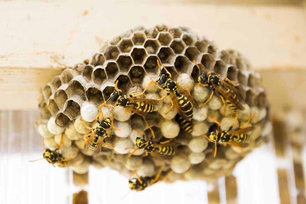Farm Bite Safety: wasp