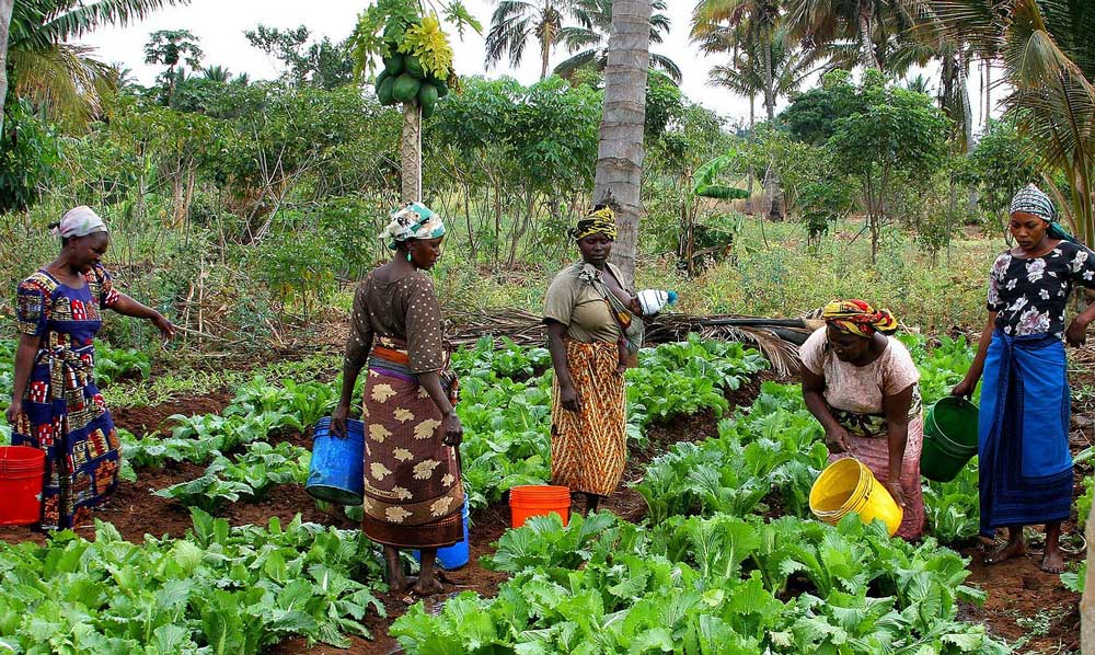 lack of sleep can affect your productivity in the farm