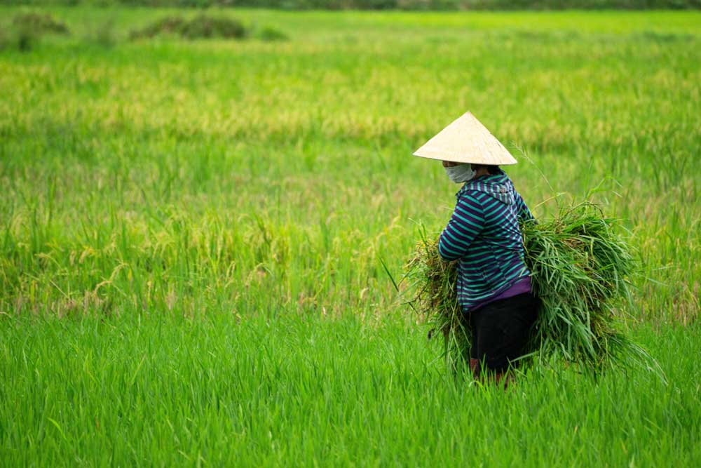 sound sleep gives strenght in the farm to work