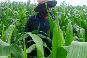 Before You Spray: Why Regular Maize Pest Scouting Is One of the Best Investments on Your Farm