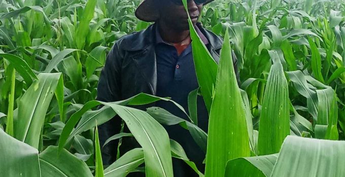 Maize pest scouting