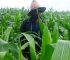 Before You Spray: Why Regular Maize Pest Scouting Is One of the Best Investments on Your Farm