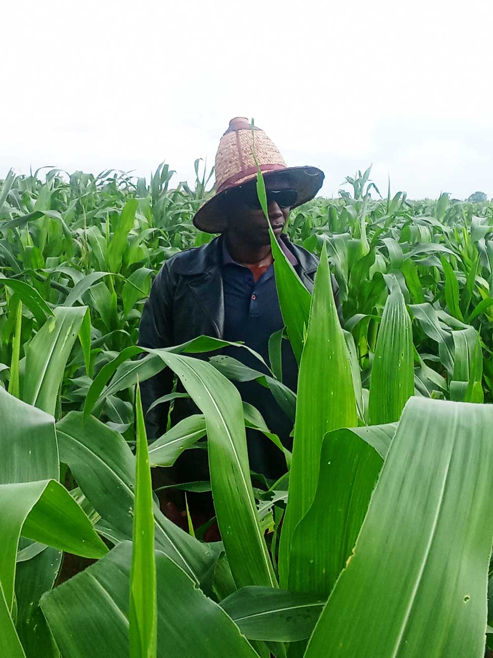 Maize pest scouting