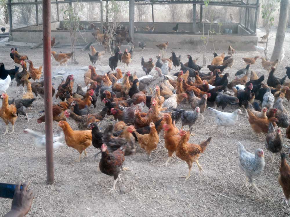 freerangepe: Noiler feed costs