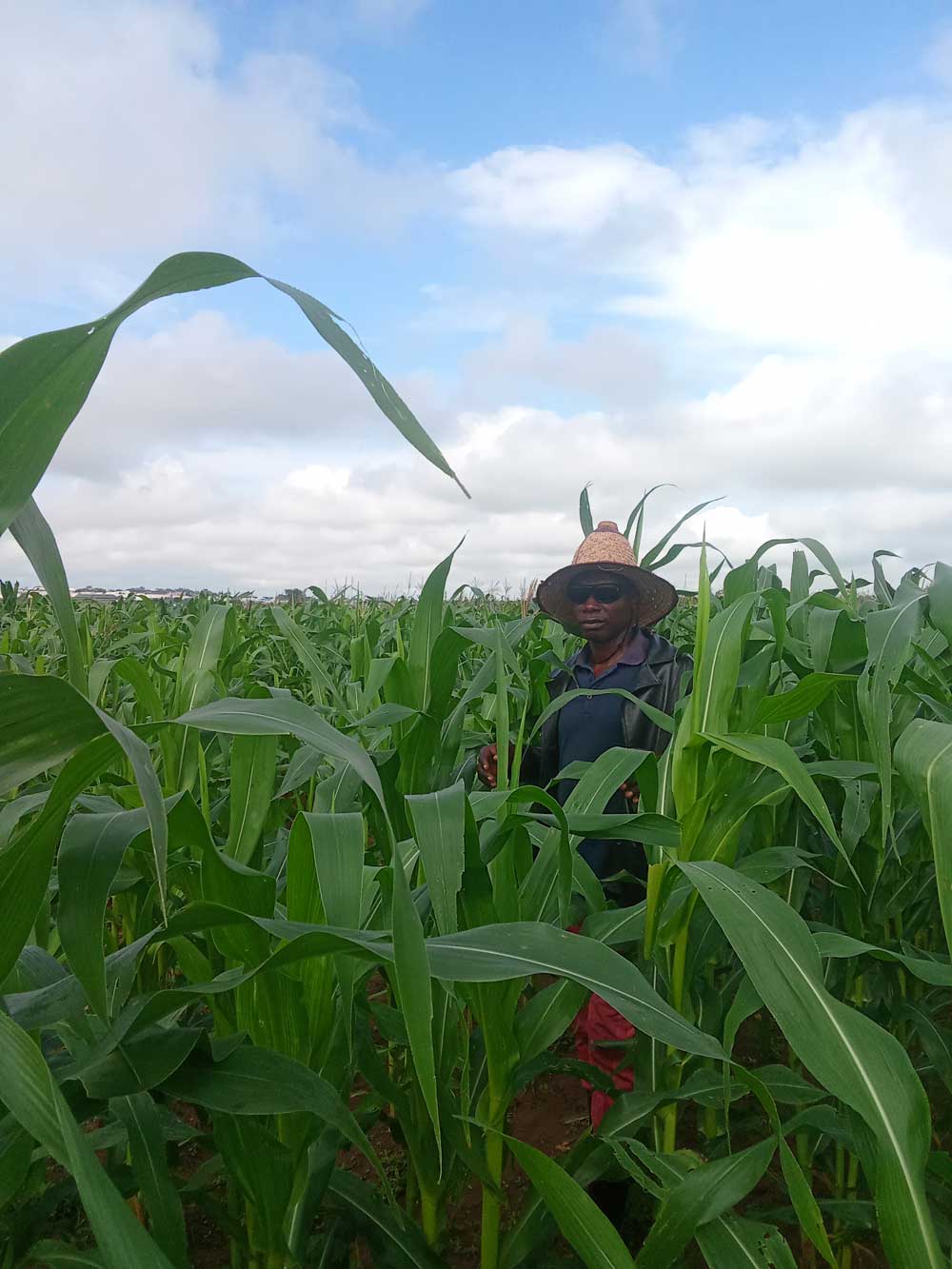 Maize pest scouting: scout before spraying