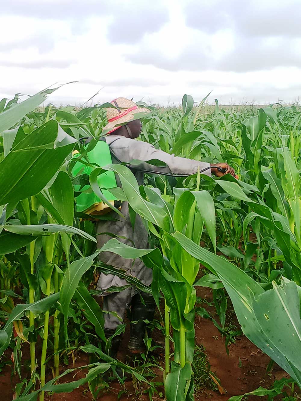 Maize pest scouting: scout before spraying
