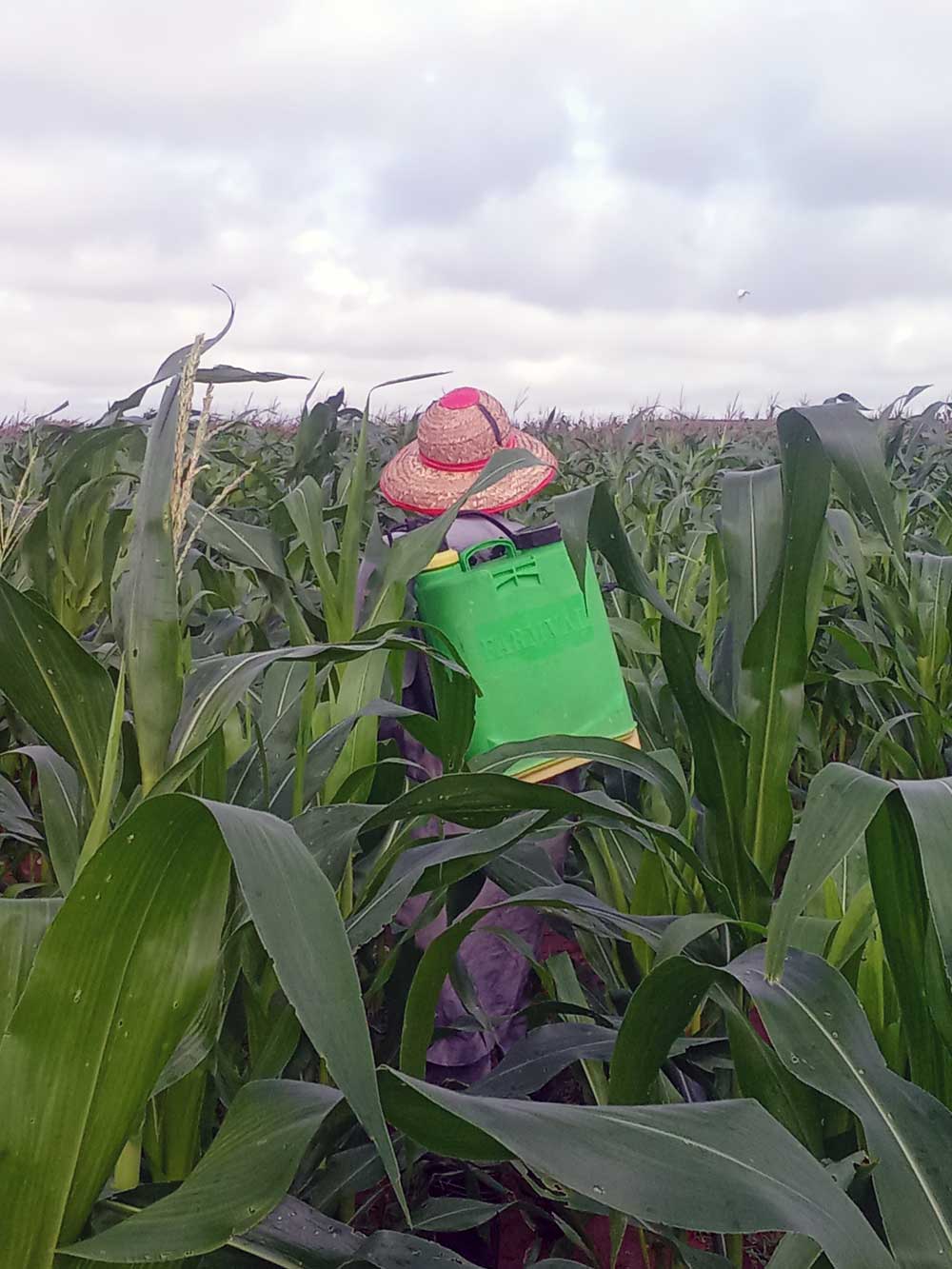 Maize pest scouting: scout before spraying