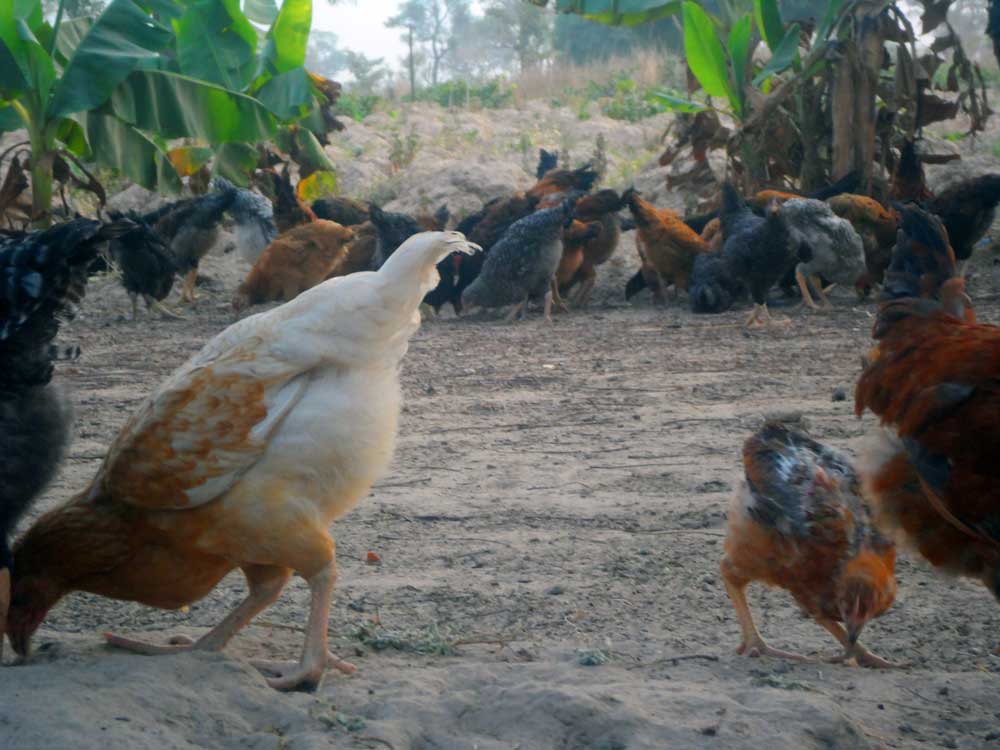 noiler free range system