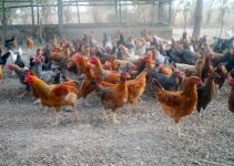 How Free-Range Noiler Farmers Can Cut Feed Costs Without Sacrificing Growth