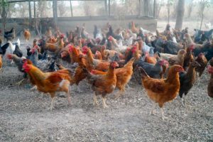 How Free-Range Noiler Farmers Can Cut Feed Costs Without Sacrificing Growth