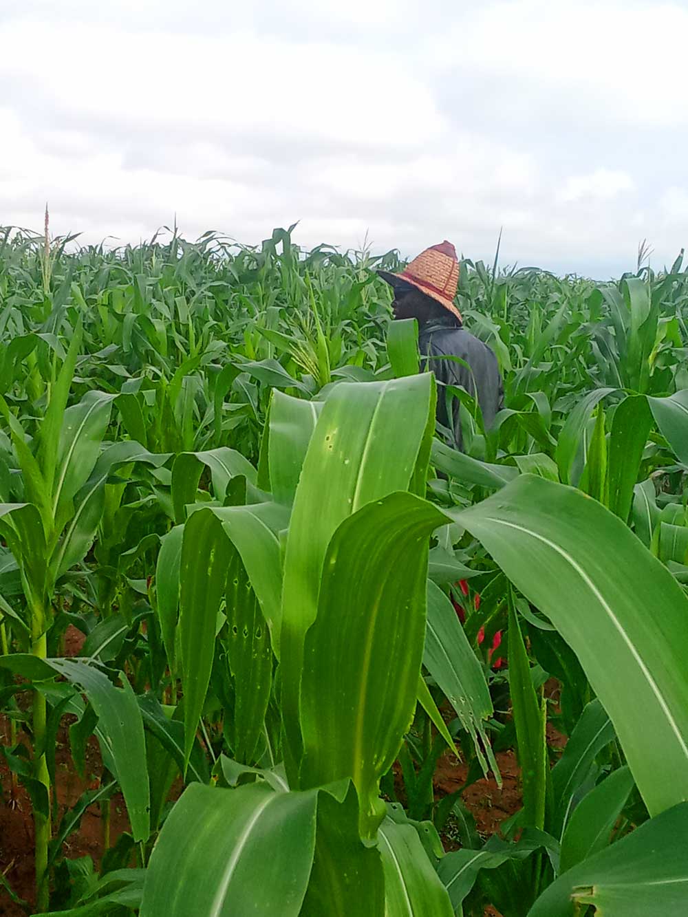 Maize pest scouting: scout before spraying