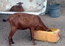 #Affordable Goat Feeds: 7 Secrets to Help Goats Gain Weight and Improve Farm Profit #Affordable Goat Feeds: 7 Secrets to Help Goats Gain Weight and Improve Farm Profit