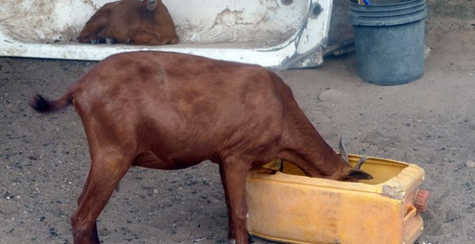 Affordable goat feeds