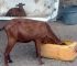 #Affordable Goat Feeds: 7 Secrets to Help Goats Gain Weight and Improve Farm Profit