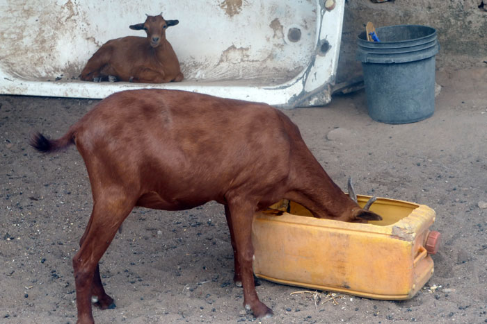 Affordable goat feeds