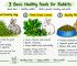 Feed Your Rabbits Right: 3 Basic Feeds for Better Growth, Breeding and Profit