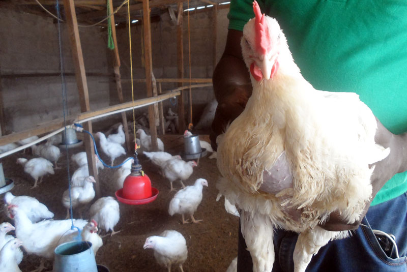 broiler growth problems