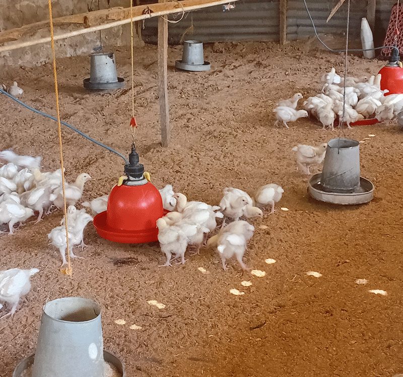 feeder and drinker: broiler growth problems