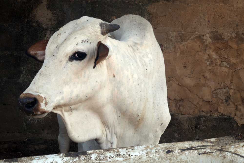 fattening cattle for profit