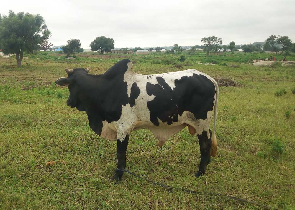 Cattle farm profit: open grazing