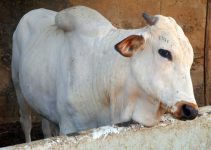 Feed, Grow, & Profit: 5 Smart Ways to Increase Cattle Farm Profit