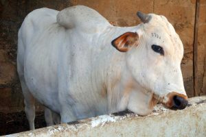 Feed, Grow, & Profit: 5 Smart Ways to Increase Cattle Farm Profit