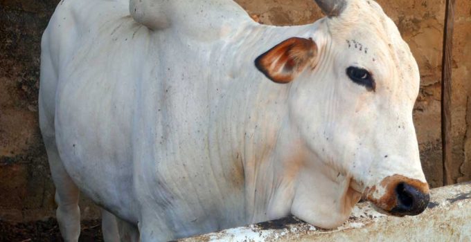 cattle farm profit