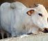 Feed, Grow, & Profit: 5 Smart Ways to Increase Cattle Farm Profit