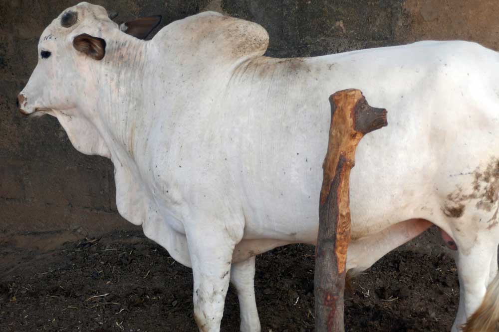 Cattle farm profit: a cow in a stable for fattening