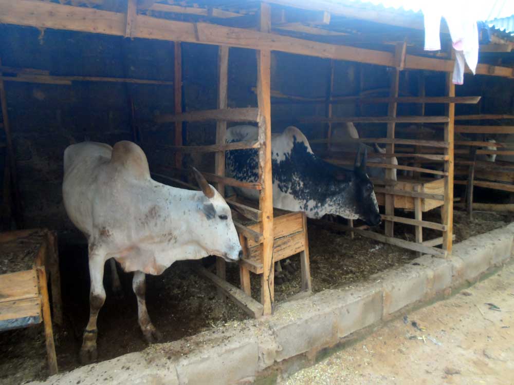 cattle farm profit: feeding your cattle in a stable