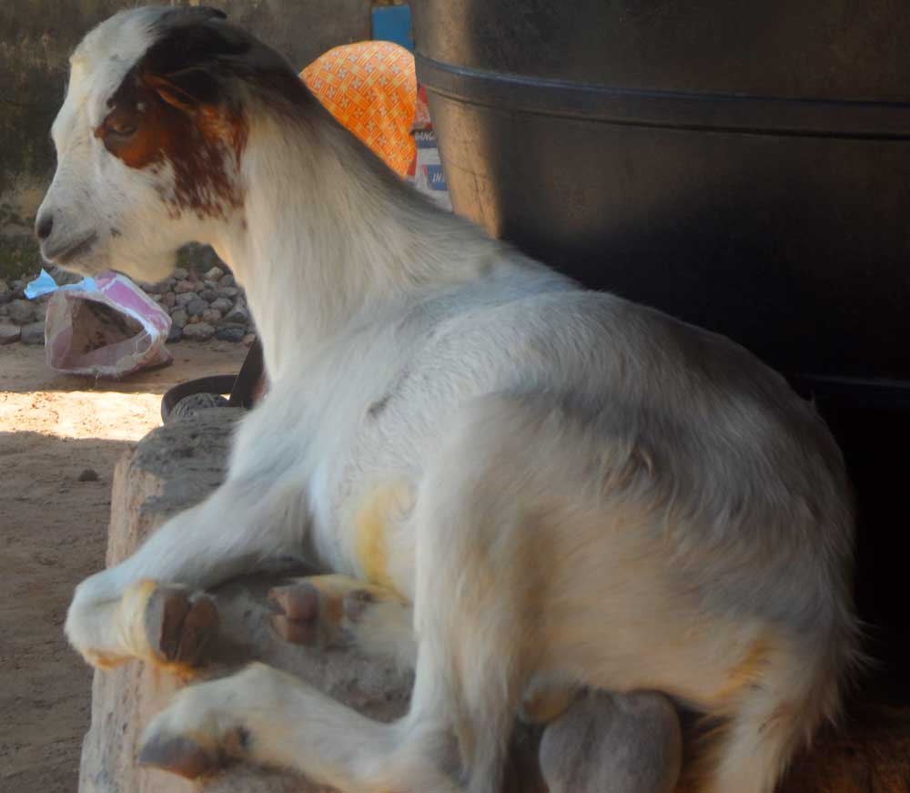 to be successful in goat farming