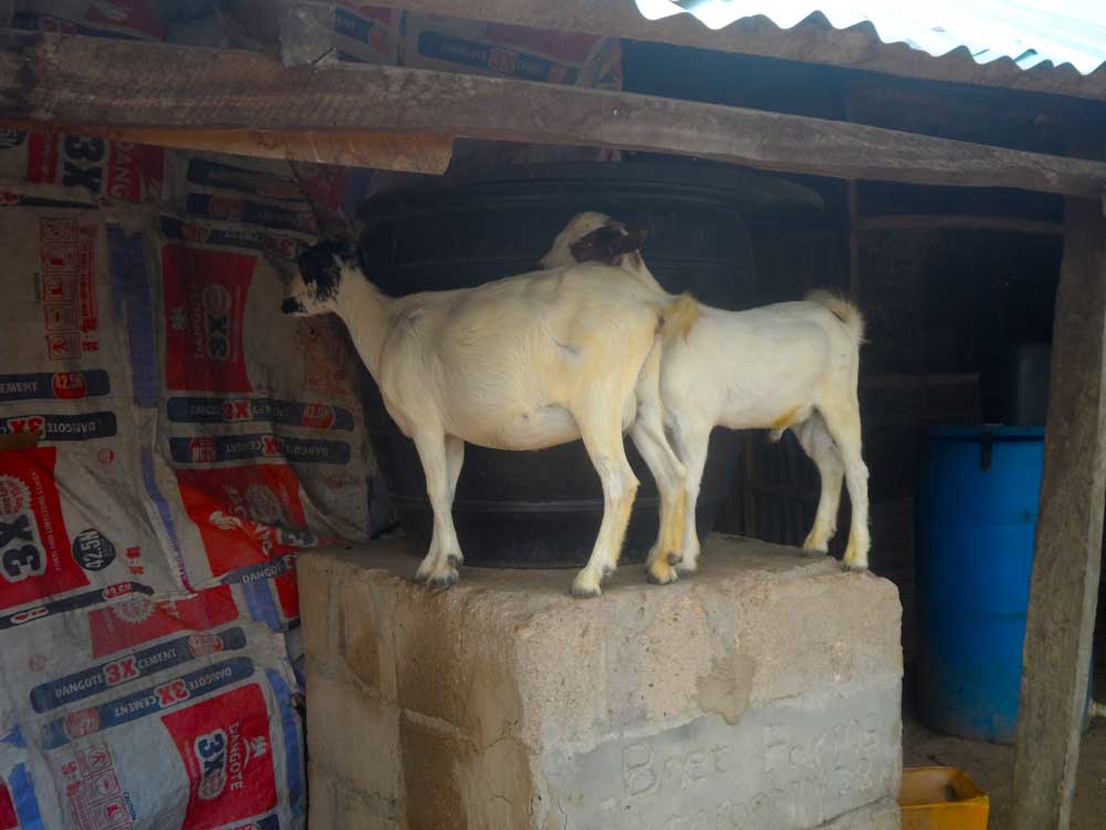 successful goat farming entials keeping them in a cool dry environment