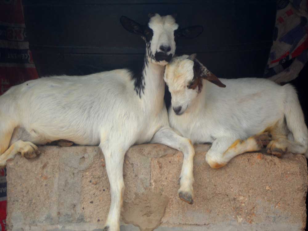 successful goat farming