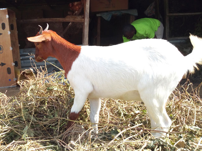 Affordable goat feeds ground haulms